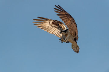 Fototapeta na wymiar An Osprey prepares to land with talons extended.