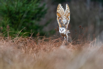Barn Owl (Tieto Alba) in flight
