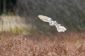 Barn Owl (Tieto Alba) in flight