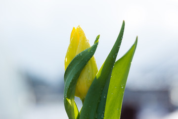Beautiful yellow tulip with water drops, spring flowers of floriculture. Selective focus