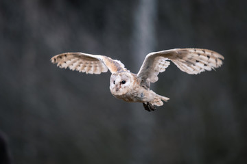 Barn Owl (Tieto Alba) in flight