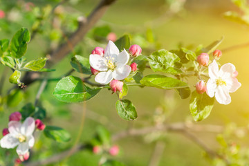 The Apple tree blooms. Spring flowers. toned