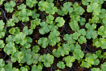 Growing seedlings in peat pots. Plants in a greenhouse, gardening and growing decorative plants, top view