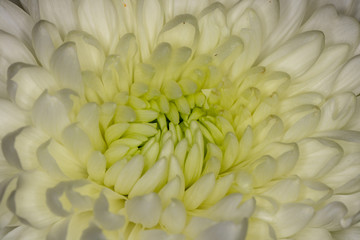 Close up of white petals of flower