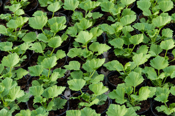 Growing seedlings in peat pots. Plants in a greenhouse, gardening and growing decorative plants, top view