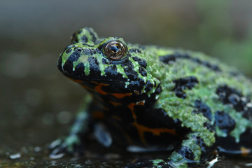 cute fire belly toad, oriental fire bellied toad, animal closeup