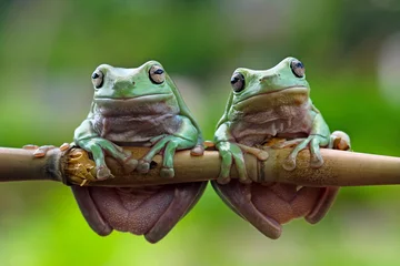 Schilderijen op glas Green tree frogs on a branch, dumpy frog, animal closeup © Agus Gatam