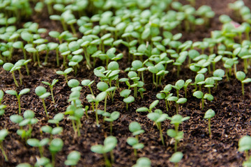 Young fresh seedling stands in plastic pots. Growing seedlings in peat pots. Plants in a greenhouse, gardening and growing decorative plants, top view