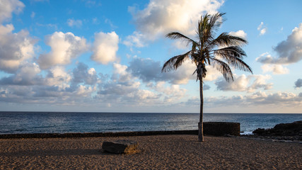 palm trees against the cloudy sky and the sun