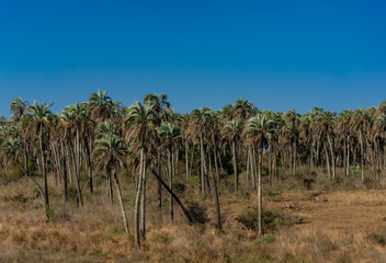 Fototapeta na wymiar Landscape of El Palmar National Park in Argentina with native palm trees