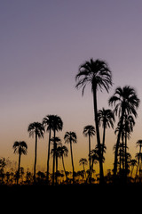 Vertical landscape with .silhouette palm trees during sunset in El Palmar National Park, Argentina.