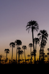 Obraz premium Vertical landscape with .silhouette palm trees during sunset in El Palmar National Park, Argentina.