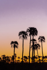 Vertical landscape with .silhouette palm trees during sunset in El Palmar National Park, Argentina.