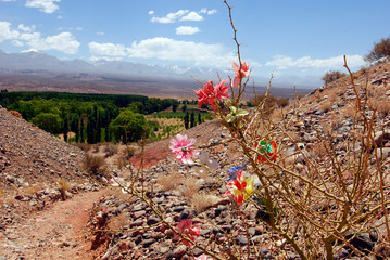 friedhof in den argentinischen anaden