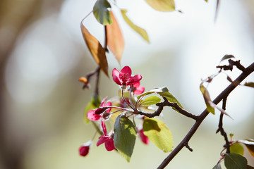 Flowering decorative apple tree. Close up of many red crab-apple flowers in a tree in full bloom in spring