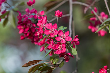 Flowering decorative apple tree. Close up of many red crab-apple flowers in a tree in full bloom in spring