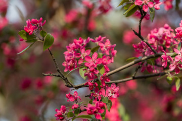 Flowering decorative apple tree. Close up of many red crab-apple flowers in a tree in full bloom in spring