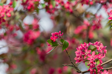 Flowering decorative apple tree. Close up of many red crab-apple flowers in a tree in full bloom in spring