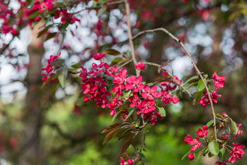 Flowering decorative apple tree. Close up of many red crab-apple flowers in a tree in full bloom in spring