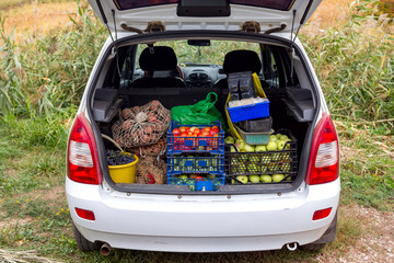 vegetables in boxes and bags loaded in the trunk of a car, harvesting from the summer cottage