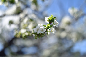Plum Blossoms