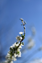 Plum Blossoms