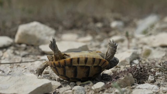 Turtle accidentally upside down struggle to turn back on feet