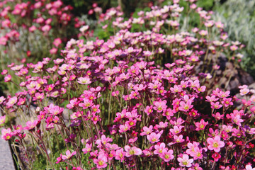 Lots of beautiful little pink flowers close-up