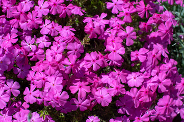 Creeping moss phlox subulata flowering small plant, beautiful flowers carpet of mountain phlox flowers in bloom, ground covering