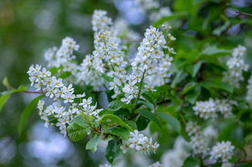 Prunus padus white flowering bird cherry hackberry tree, hagberry mayday tree in bloom, ornamental park flowers on branches
