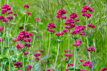 Centranthus ruber flowering plant, bright red pink flowers in bloom, green stem and leaves, ornamental flower