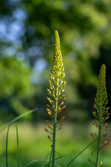 Eremurus isabellinus pinocchio cleopatra flowering ornamental plant, beautiful pink orange foxtail lily flowers starting bloom