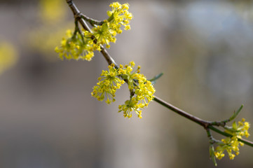 Cornus mas european tree branches during early springtime in bloom, Cornelian cherry dogwood flowering with bright yellow flower