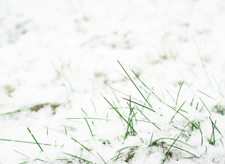 Green grass covered in fresh layer of snow, copy space