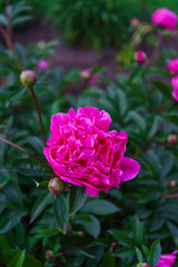 Luxurious bud of pink peony in the midst of green leaves.