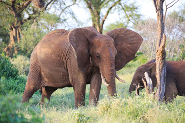 Elephants with red skin because of dust in Tsavo East Nationalpark, Kenya, Africa