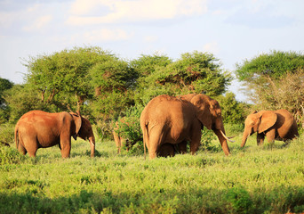 Fototapeta na wymiar Elephants with red skin because of dust in Tsavo East Nationalpark, Kenya, Africa