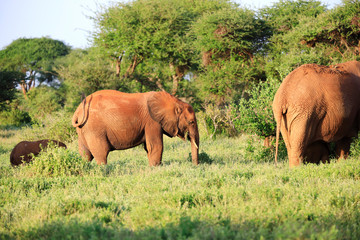 Fototapeta premium Elephants with red skin because of dust in Tsavo East Nationalpark, Kenya, Africa