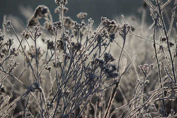 Flowers decorated with iced water droplets