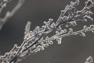 Flowers decorated with iced water droplets