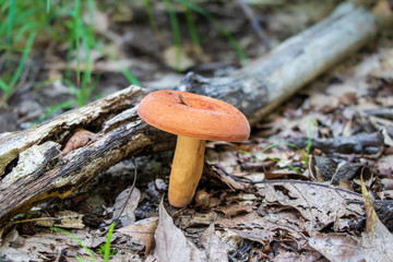 Lactifluus volemus mushroom growing in the woods