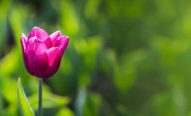 Spring beautiful purple tulips field close-up in garden. Selective focus.