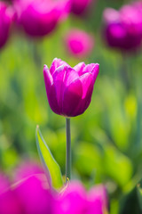 Fototapeta premium Spring beautiful purple tulips field close-up in garden. Selective focus.