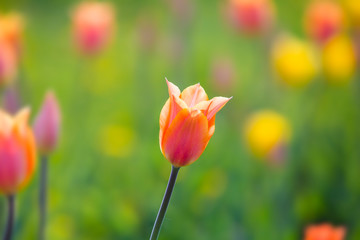 Obraz premium Pink and yellow tulips flower field spring background. Selective focus