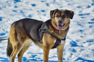 dog in snow