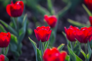 Group of red tulips in the park. Spring landscape background