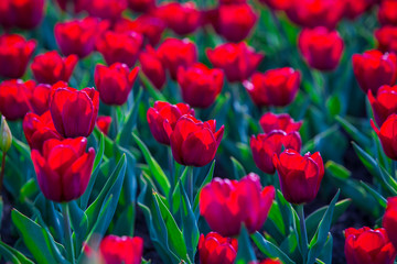 Group of red tulips in the park. Spring landscape background