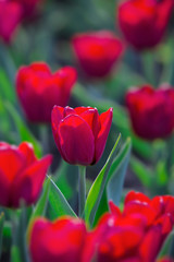 Group of red tulips in the park. Spring landscape background