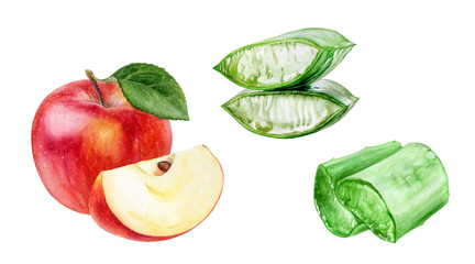 Aloe vera apple watercolor isolated on white background