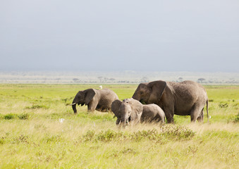 Naklejka na ściany i meble Elephants in Amboseli Nationalpark, Kenya, Africa .